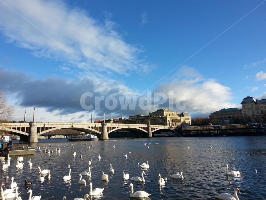 프라하,다리,유람선,백조,물결,강,강물,새털구름,swan,brige,boat,ship,wave,winterriver,도시,풍경,city,landscape,해외,외국,세계,foreign,oversea,world,세계도시풍경,해외도시풍경,외국도시풍경,world cityscape,동물,animal,조류,새,birds,water,물