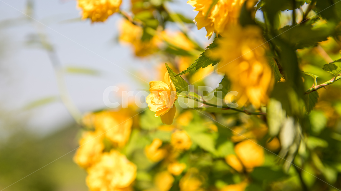 꽃,식물,plant,flower,blossom,식물,자연,plants,nature,꽃,flower