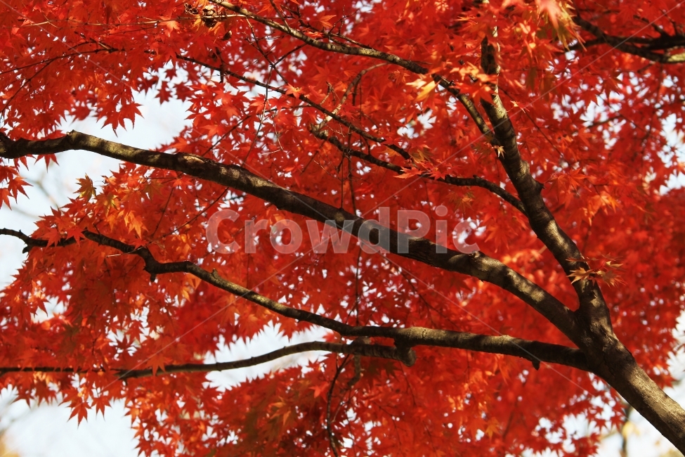 가을사진,단풍잎,감성사진,자연,식물,단풍,가을,계절,fall,autumn,season,식물,자연,plants,nature,나무,trees,wood,leaf,잎,plant,tree,maple