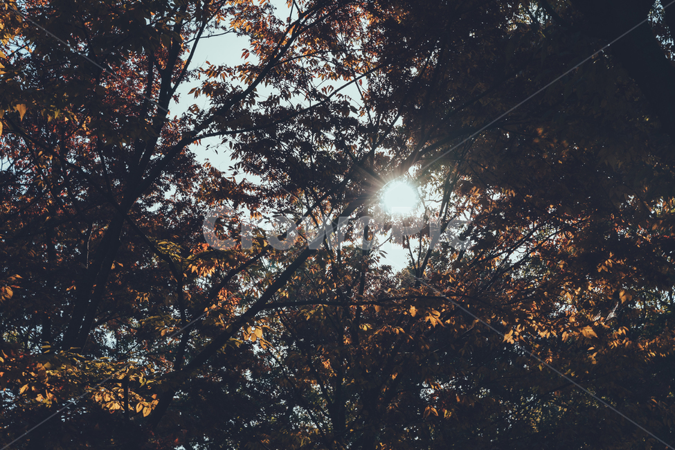 절,통도사,가을,단풍,낙엽,감성,자연,풍경,nature,landscape,light,빛,flare,플레어