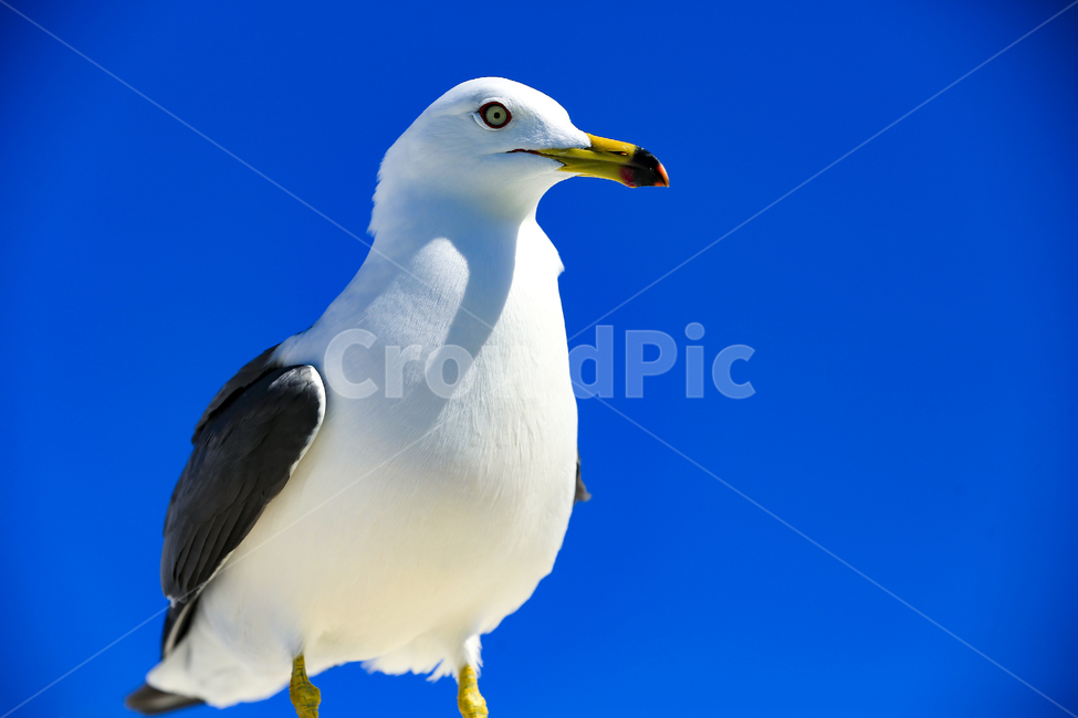 갈매기,조류,새,동물,날개,사냥,하늘,부리,bird,mewgull,commongull,부산갈매기,괭이갈매기,동물,animal,조류,새,birds