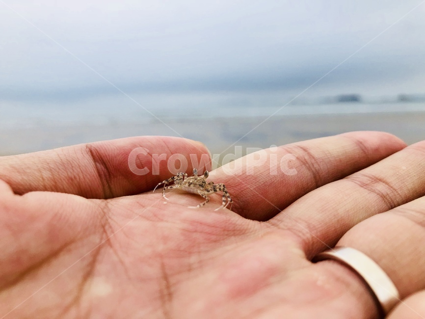 crab,바다,손,해변,모래,게,손가락