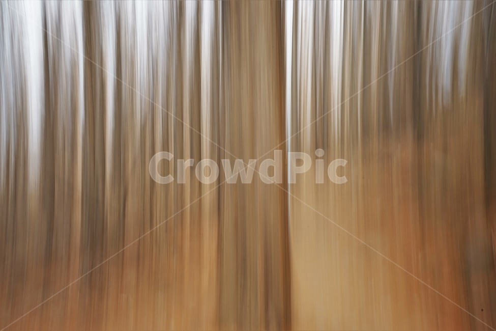 장노출,메타세콰이어숲,나무,자연,환상적,몽환적,배경사진,trees,nature,shutterspeed,longexposure,fantastic,자연,풍경,nature,landscape
