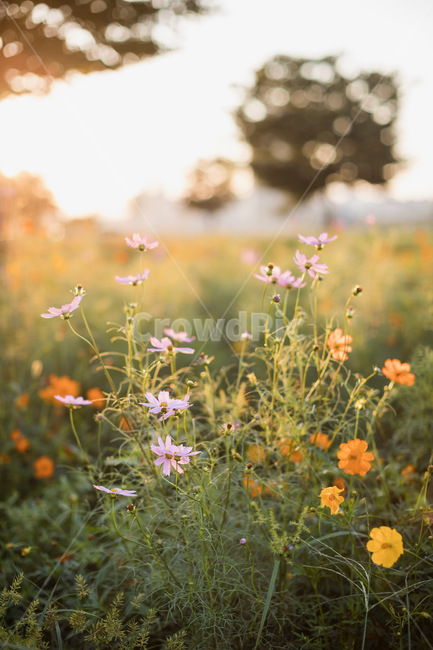 꽃,코스모스,노란색,녹색,자연,식물,풀,가을,계절,fall,autumn,season,식물,자연,plants,nature,꽃,flower,plant,anemone,아네모네,blossom