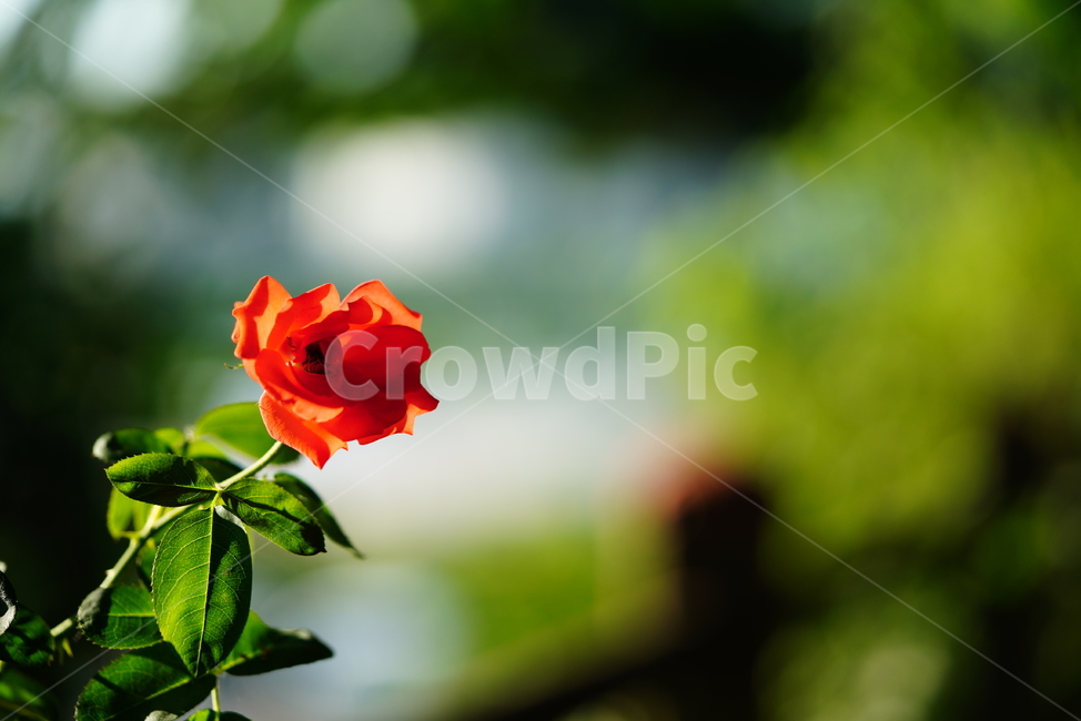 꽃,플라워,색감,식물,생명,생물,flower,컬러,plant,장미,rose,식물,자연,plants,nature,꽃,flower