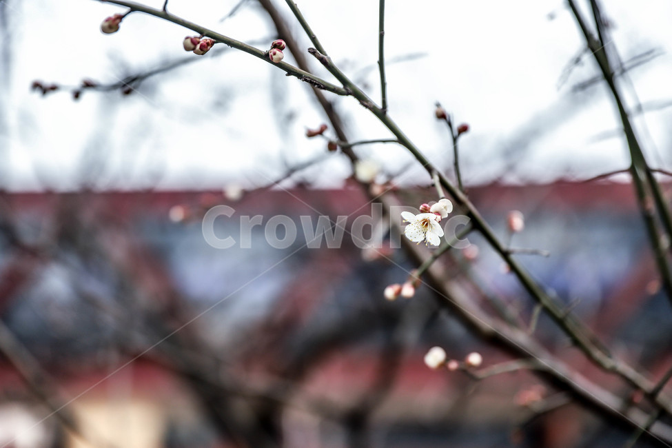 매화,봄,꽃,봄꽃,매실나무,매화꽃,식물,자연,plants,nature,꽃,flower