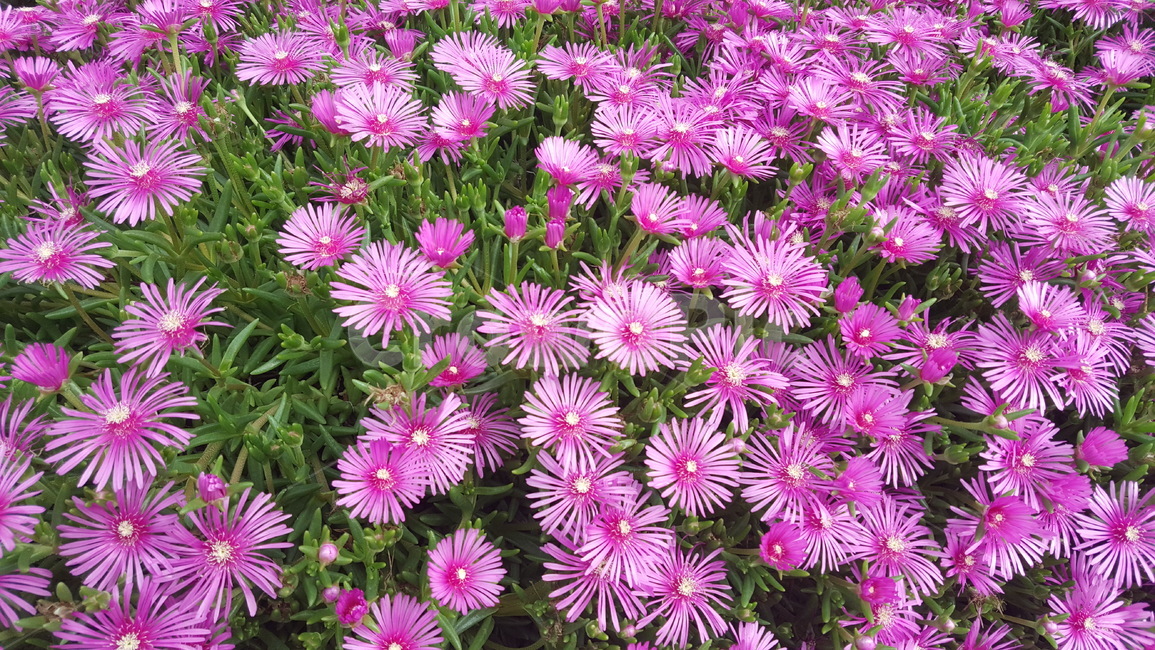plant,식물,blossom,꽃,flower,들꽃,보라색,들,야외,공원,정원