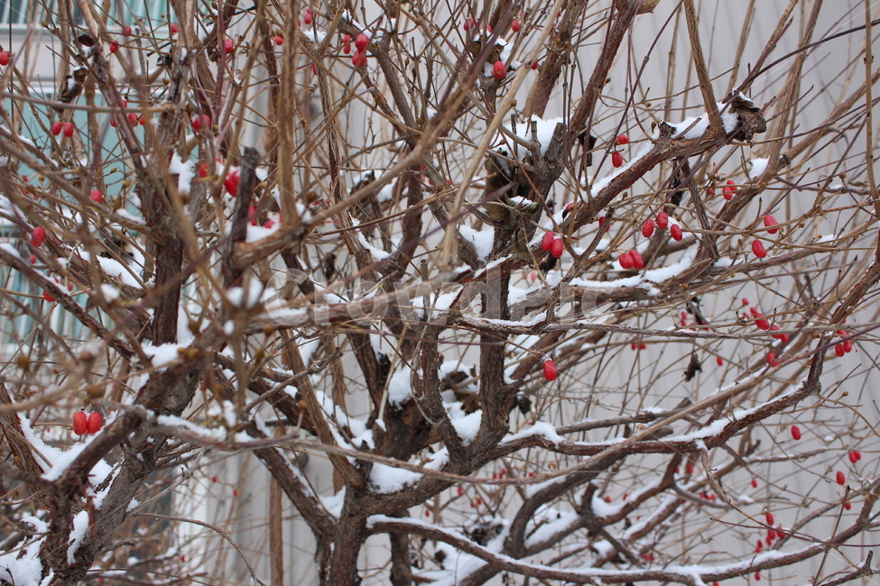 겨울,눈,snow,겨울아침,시골풍경,한겨울,sensitive,feeling,winter,white