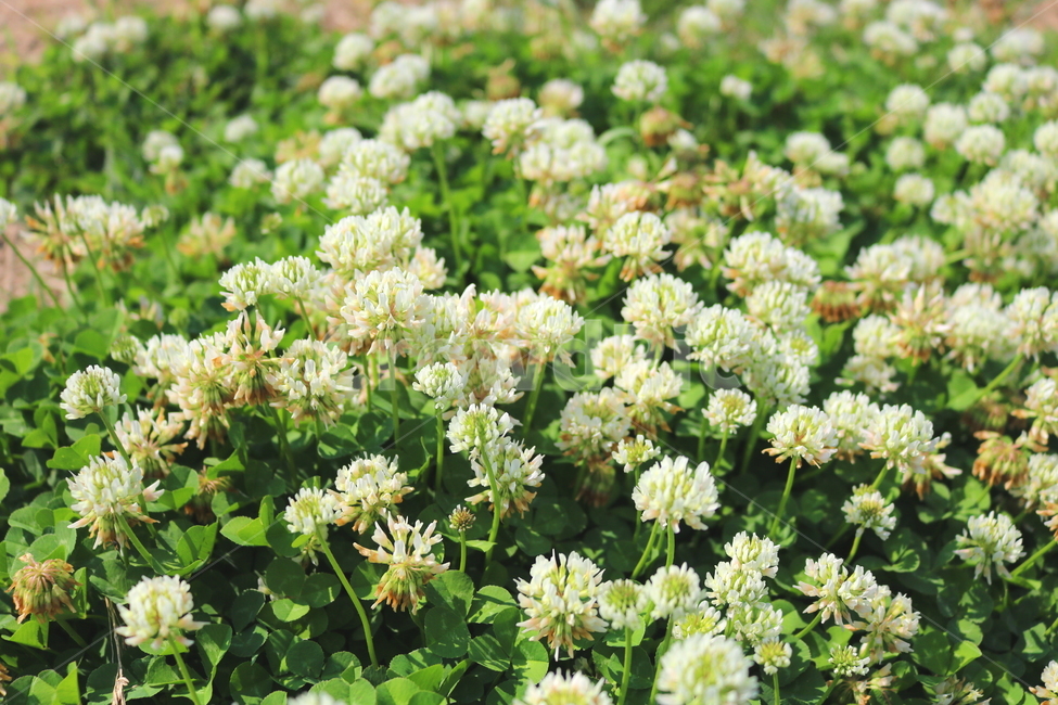 토끼풀,토끼풀꽃,꽃,크로버,식물,들꽃,야생화,풀,자연,식물,자연,plants,nature,꽃,flower