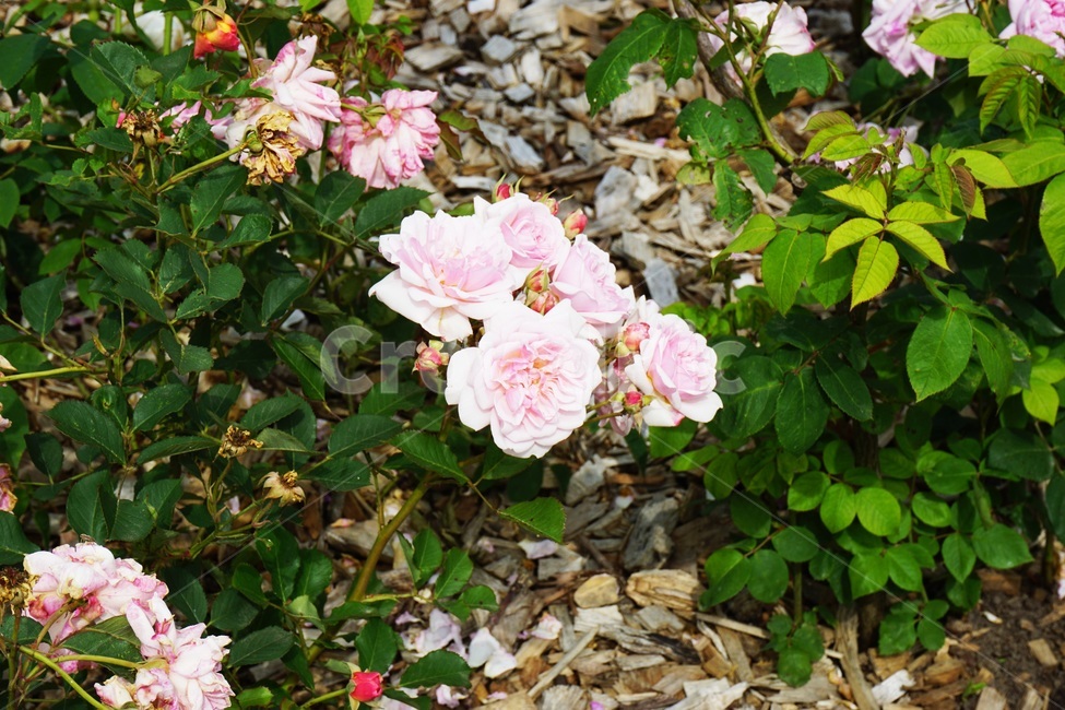 장미,plant,식물,flower,blossom,꽃,흰꽃,분홍꽃