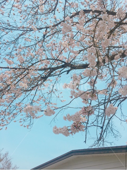 봄,벚꽃,벚꽃나무,나들이,벚꽃팝콘