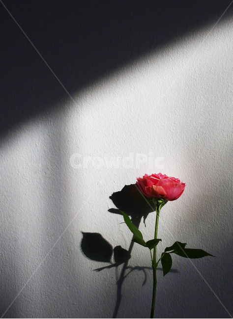 꽃,장미꽃,분홍장미,빛,flower,식물,식물,자연,plants,nature,꽃,flower,감성,sensible,feeling