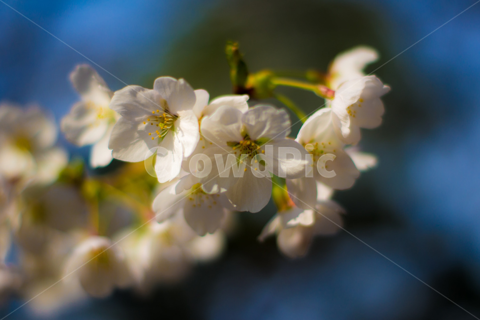 벚꽃,봄,핑크,꽃,식물,나무,벚꽃나무,꽃놀이,계절,season,wood,plant,nature,자연,landscape,flower,flowers,pink,spring,blossom,sherryblossom,봄,계절,spring,season