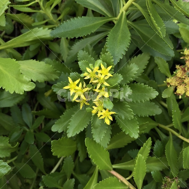 꽃,식물,자연,노랑,초록,flower,plants,nature,yellow,green,hana,shokubutsu,kiiro,midori,식물,자연,plants,nature,꽃,flower