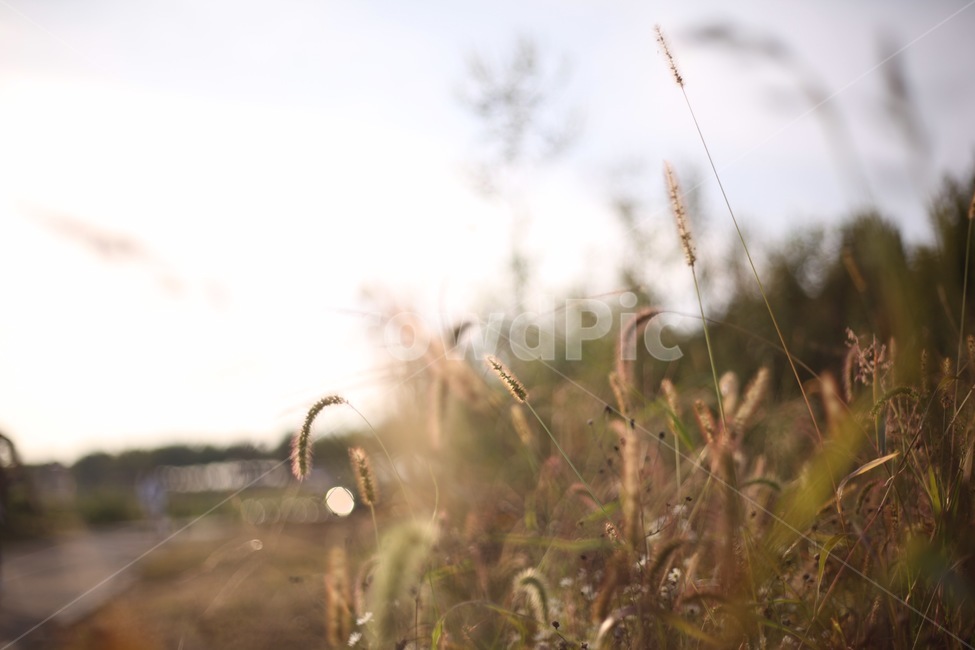 강아지풀,나무,식물,자연,갈대,풀,가을,계절,fall,autumn,season,plant,grass,잔디,light,빛,flare,플레어