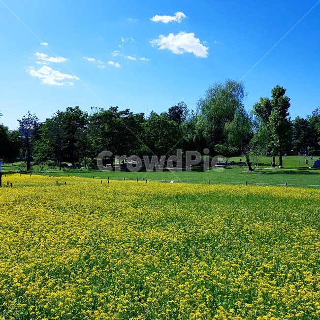 봄,노란꽃,나무,하늘,꽃길,자연,풍경,nature,landscape,grassland,목초지,field,들,outdoors,옥외