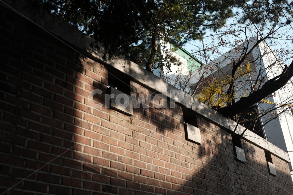벽돌,brick,그림자,담벼락,나무,개나리