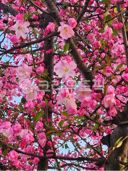 flower,꽃,꽃잎,벚꽃,핑크색