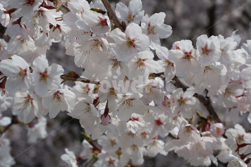 벚꽃,꽃,봄,분홍색,하얀색,갈색,계절,색깔,식물,자연,cherryblossom,pink,brown,white,flower,spring,season,color,plant,nature,봄,계절,spring,season,식물,자연,plants,nature,꽃,flower,나무,trees,wood,blossom,cherry blossom