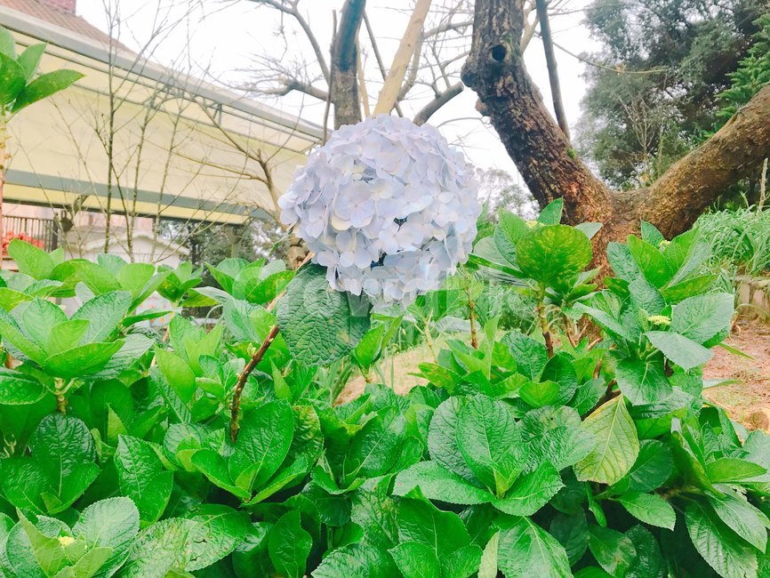 수국,꽃,꽃송이,식물,나무