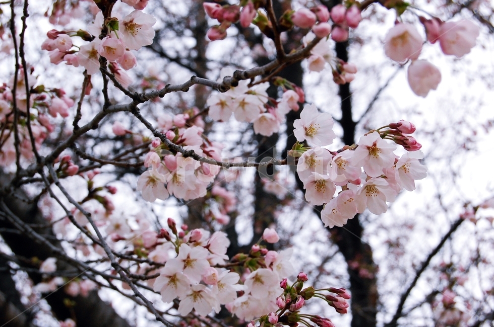 plant,식물,flower,꽃,blossom,식물,자연,plants,nature,꽃,flower