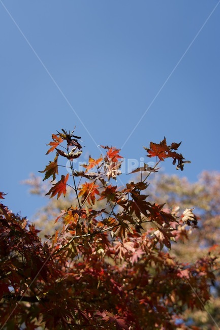 나무,단풍,가을단풍,공원,leaf,가을,계절,fall,autumn,season,잎,plant,식물,tree