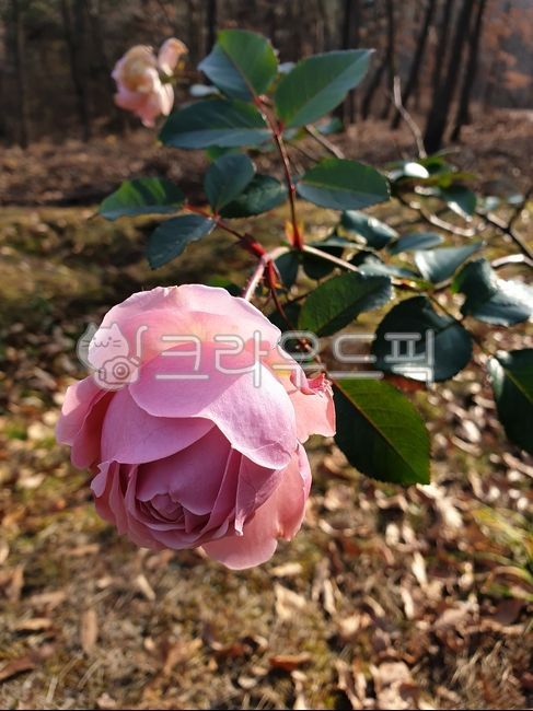 겨울꽃,기후,장미,꽃,장미꽃,rose,flower