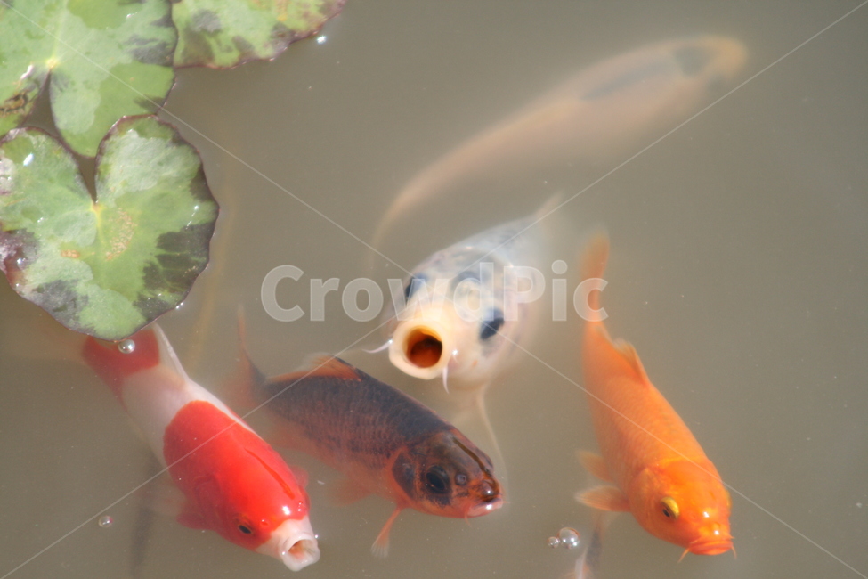 물고기,잉어,비단잉어,연못,물,동물,animal,어류,물고기,fish