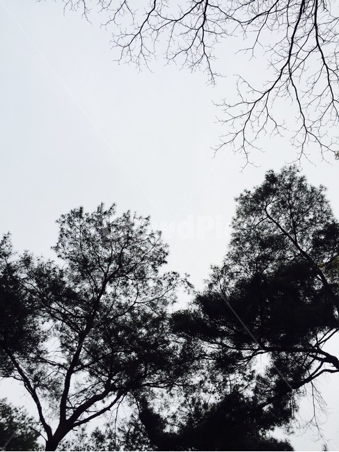 하늘,나무,나뭇가지,자연,sky,tree,branch,nature,자연,풍경,nature,landscape,plant,식물
