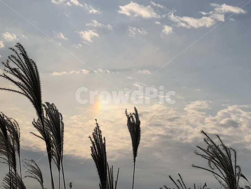 갈대,plant,식물,grass,잔디,lawn,무지개,하늘,구름,파란색,자연,제주도,날씨