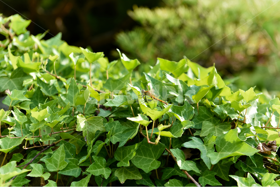 잠자리,식물,자연,plants,nature,배경화면,dragonflies
