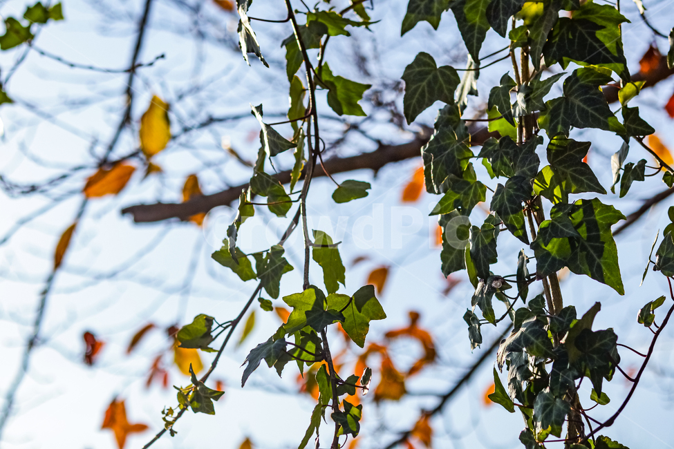 자연,나무,낙엽,하늘,초록,옥외,nature,outdoors