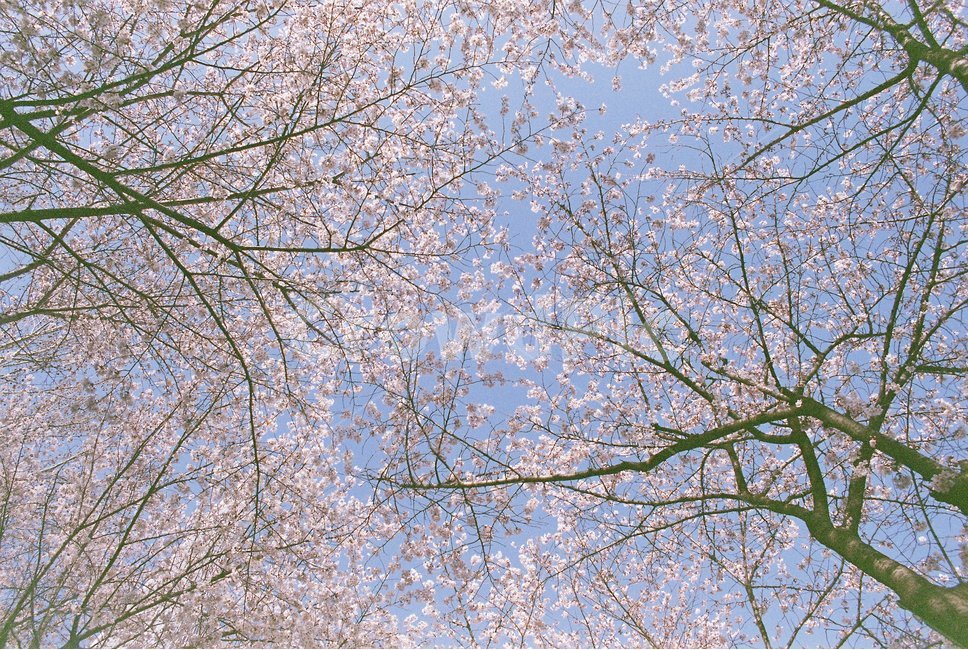 벚꽃,나무,하늘,필름,필름카메라,봄
