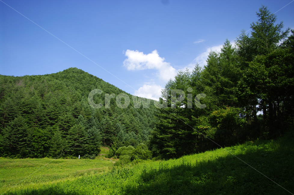 풍경,초록,여름,식물,나무,산,자연,nature,언덕,히늘,구름