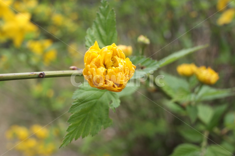 plant,식물,꽃,flower,yellow