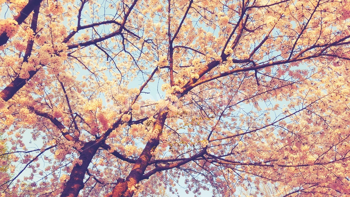 plant,식물,감성,꽃,blossom