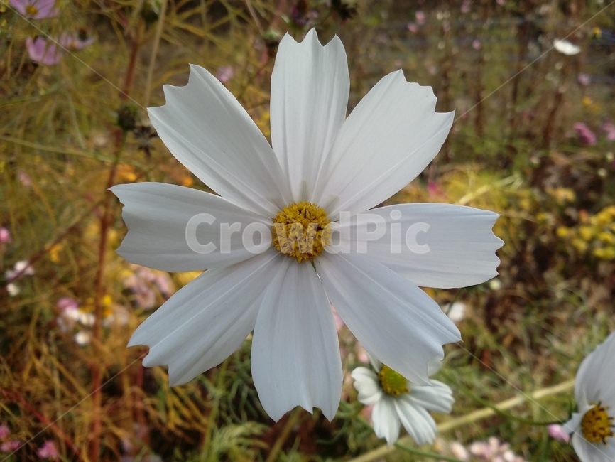 꽃,plant,식물,flower,자연,식물,자연,plants,nature,꽃,flower