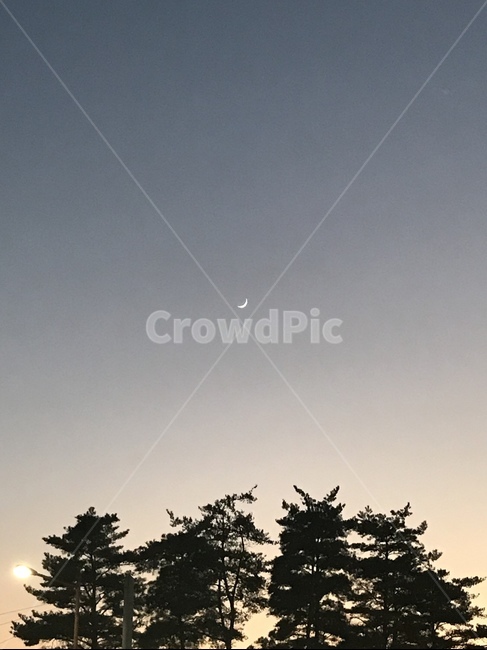 달,황혼기,배경,하늘,나무,야경,밤,풍경,nightscape,night,landscape,nature,자연,outdoors,옥외