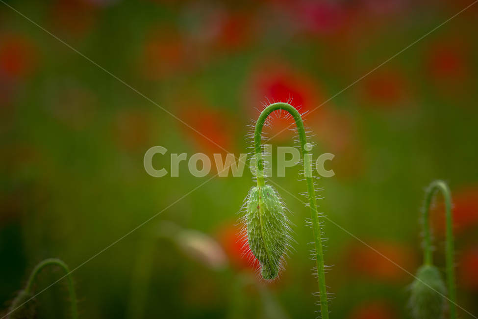 자연,꽃,양귀비,꽃양귀비,물의정원,접사,마크로,꽃잎,식물,nature,plant,macro,식물,자연,plants,nature