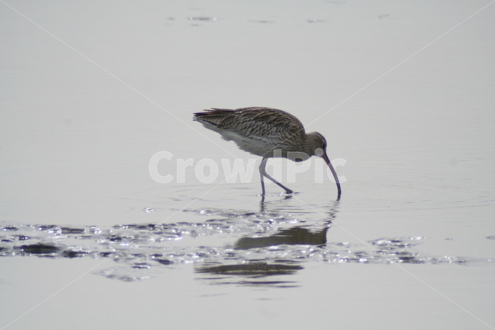 마도요,철새,겨울철새,새,탐조,조류,동물,animal,조류,새,birds