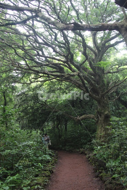 나무,숲,비자림,제주도,수목,자연,풍경,nature,landscape,한국자연풍경,한국자연경관,korea nature landscape,제주도,jeju,jeju island,outdoors,옥외,arbour,정자,garden,정원,tree,plant,식물