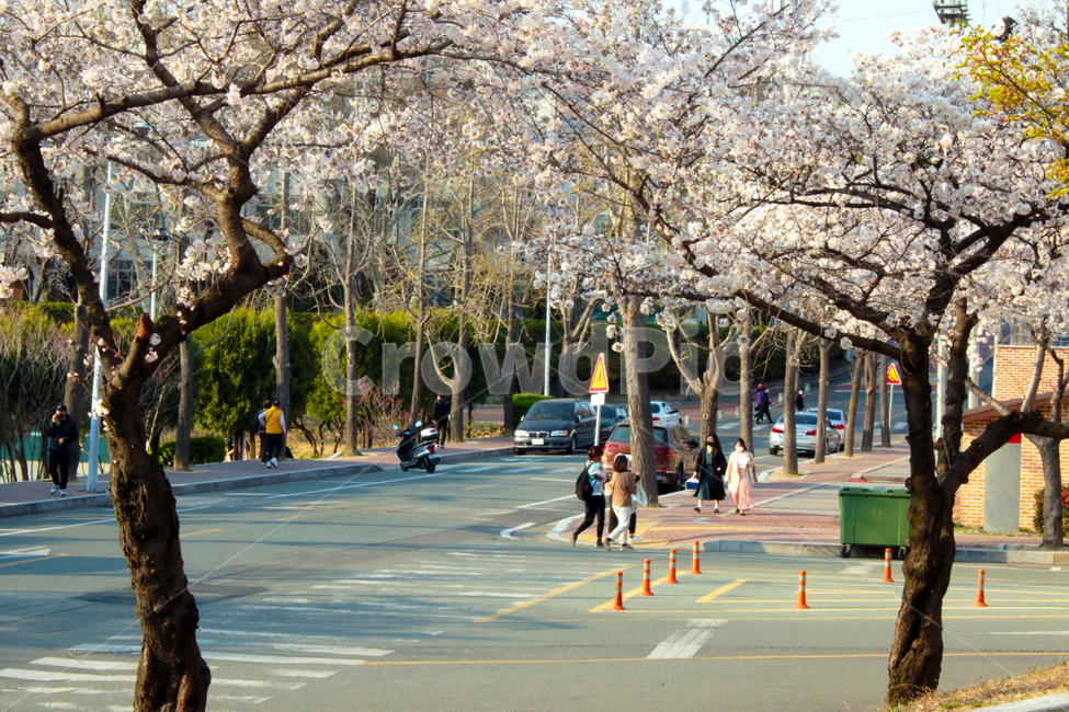 human,asphalt,인간,person,아스팔트,road,사람,tarmac,벚꽃,벚나무,도로,행인,대구,경북대,경북대학교,산격동,캠퍼스,대학교