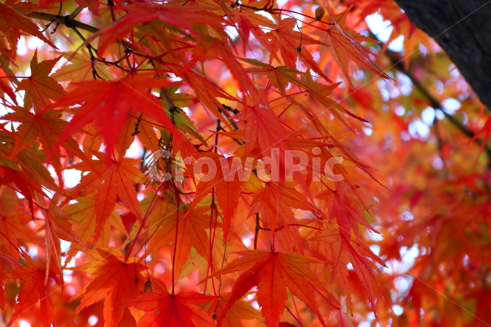 단풍,단풍나무,나무,식물,가을,자연,가을,계절,fall,autumn,season,식물,자연,plants,nature,plant,leaf,잎,tree,maple