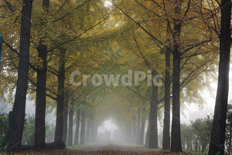 가을,은행나무,단풍,낙엽,나무,자연,식물,풍경,안개,자연풍경,감성,nature,fall,autumn,trees,yellow,은행나무길,가을,계절,fall,autumn,season,tree,plant
