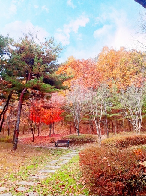 가을풍경,가을숲,정원,나무,tree,plant,식물,maple,단풍,감성사진,가을,계절,fall,autumn,season