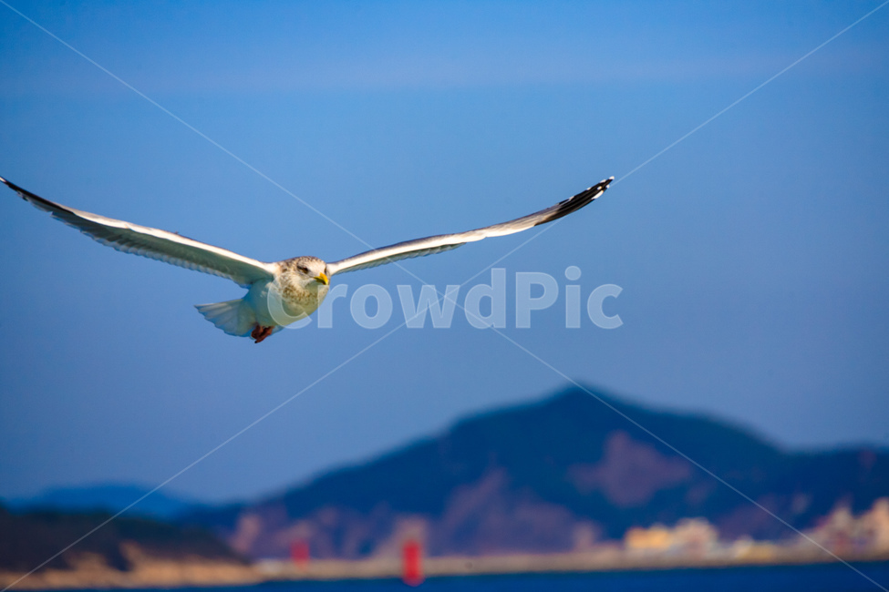 갈매기,바다,야생,새,조류,비행,날개,동물,animal,조류,새,birds