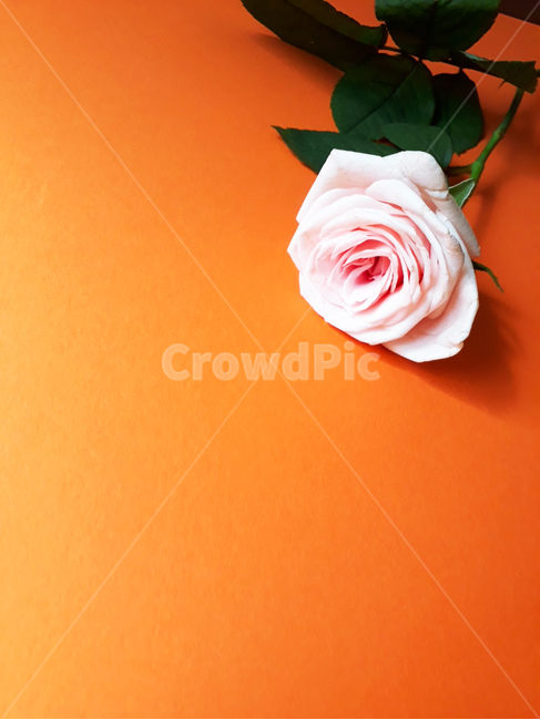 plant,식물,rose,flower,blossom,꽃,장미,분홍,주황,배경,background