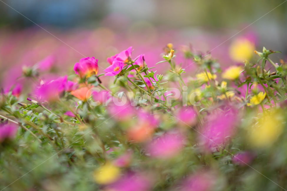 식물,plant,botanical,nature,자연,식물,자연,plants,nature,꽃,flower