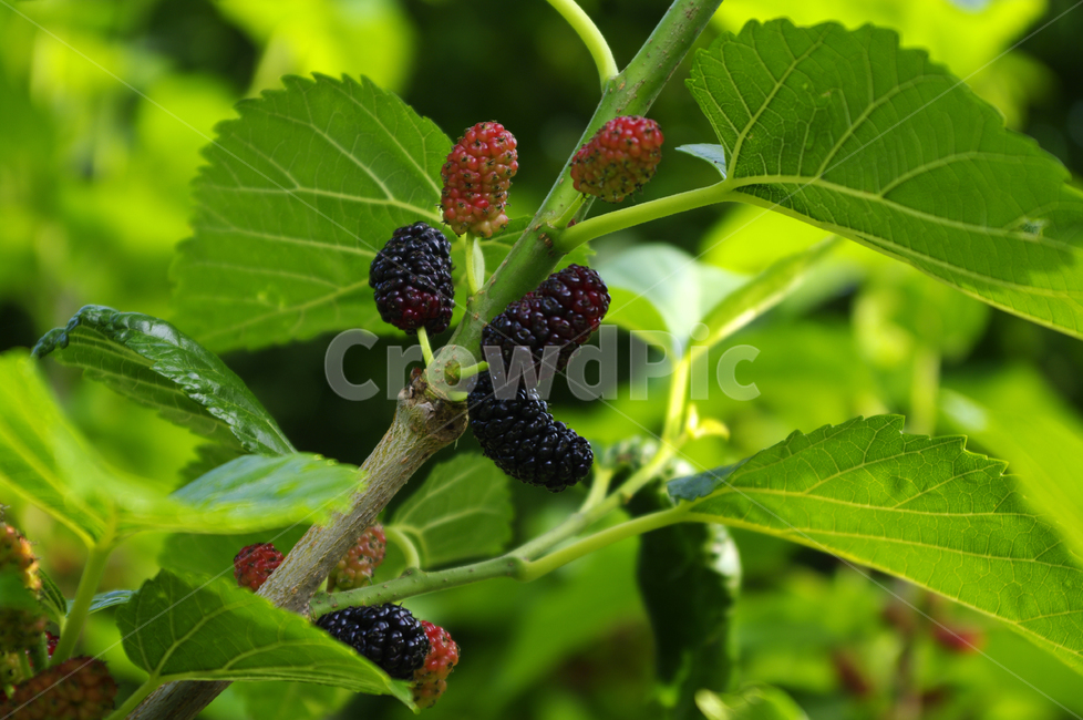 뽕나무,오디,열매,식물,plant,식물,자연,plants,nature,과일,열매,fruit