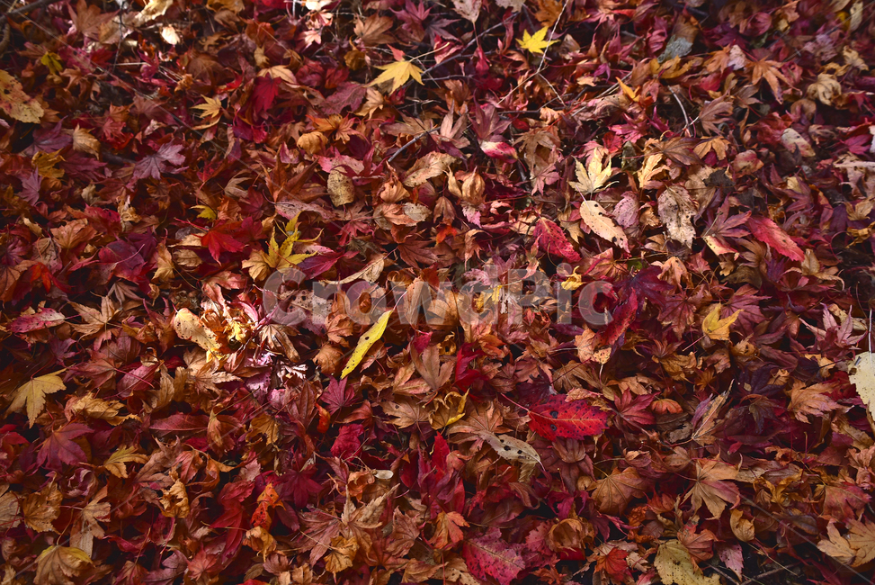 가을,낙엽,단풍,단풍잎,가을배경,계절,시즌,autumn,fall,background,maple,outdoor,야외,옥외,아웃도어,자연,배경,바탕,백그라운드,환경,tree,plant,leaf,natural,가을,계절,fall,autumn,season,잎,식물,나무